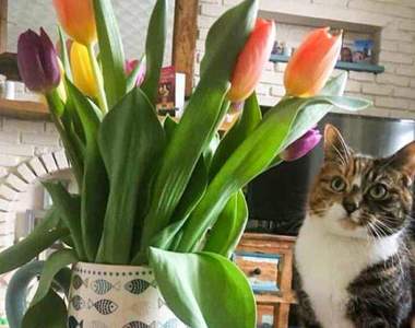 萌照變遺照《貓咪偷吃鬱金香中毒》養貓的飼主請注意這些花....