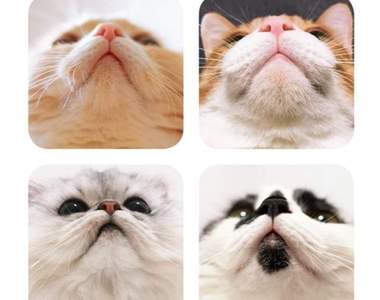 《貓嘴寫真集》喵身上也太多讓人愛慘慘的部位惹吧❤(=^･ω･^=)