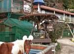 年賠500萬《全日本最荒涼的動物園》動物都是曾被遺棄,收養來的 年賠500萬《全日本最荒涼的動物園》動物都是曾被遺棄,收養來的