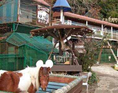 年賠500萬《全日本最荒涼的動物園》動物都是曾被遺棄，收養來的