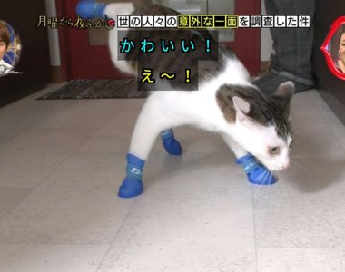 變態人類的一廂情願《貓咪超討厭穿鞋子》穿上就不會走路了……