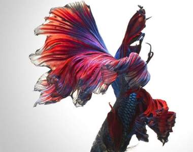 捕捉《鬥魚》游動間美姿！攝影師神拍讓鬥魚的尾巴像裙襬一樣夢幻