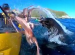 ㄘ我章魚啦《被海豹用章魚打臉》你是對人家做了什麼... ㄘ我章魚啦《被海豹用章魚打臉》你是對人家做了什麼...
