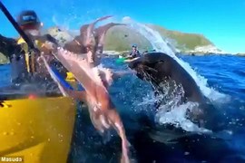 ㄘ我章魚啦《被海豹用章魚打臉》你是對人家做了什麼... ㄘ我章魚啦《被海豹用章魚打臉》你是對人家做了什麼...
