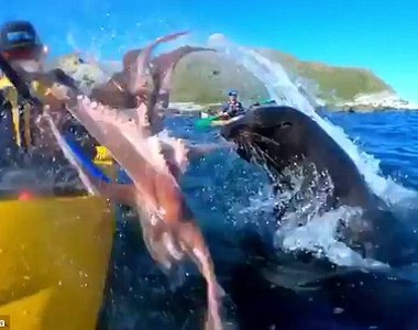 ㄘ我章魚啦《被海豹用章魚打臉》你是對人家做了什麼...