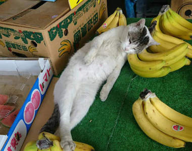 睡相超療癒的《蔬果店店貓》老闆請問買香蕉有送貓嗎？