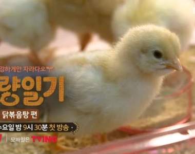 新韓綜《食糧日記》小雞可愛但最後卻要吃掉 有點殘忍卻有意義的話題