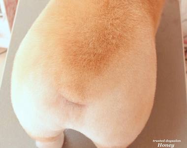 出自美容師的巧手《寵物美容後的治癒萌樣》看起來好像棉花糖～好想摸一把（伸手）