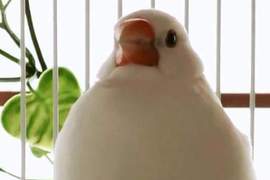 請問牠是《白文鳥》還是一坨麻糬？毛太膨就是容易被誤會阿ww