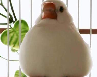 請問牠是《白文鳥》還是一坨麻糬？毛太膨就是容易被誤會阿ww