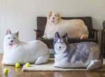 療癒又實用《大型犬抱枕》也是「棉被收納袋」哈士奇、黃金獵犬和薩摩耶幫你解決收納問題♡ 療癒又實用《大型犬抱枕》也是「棉被收納袋」哈士奇、黃金獵犬和薩摩耶幫你解決收納問題♡