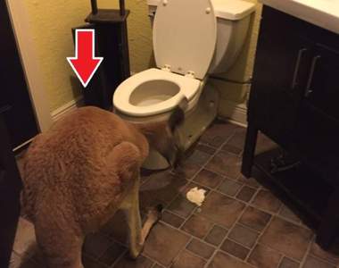 讓女友問號的《男友廁所物品》在廁所發現袋鼠是不是哪裡怪怪的