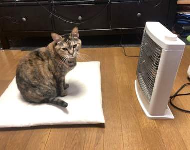 《一張圖濃縮貓的智慧》暖爐前取暖的貓咪原來隱藏了這麼多涵義ww