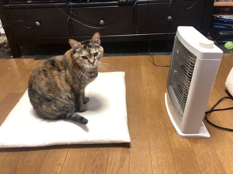 《一張圖濃縮貓的智慧》暖爐前取暖的貓咪原來隱藏了這麼多涵義ww - 圖片1
