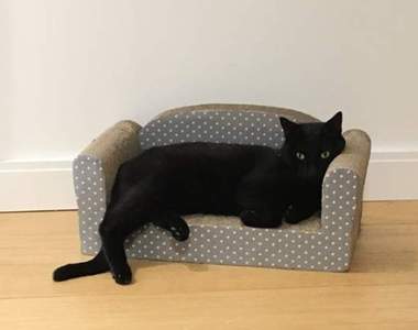 飼主曬《寵物沙發照》說寵物沙發會讓寶貝看起來像...人？