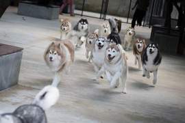 20隻的月月你OK嗎《哈士奇咖啡廳》邊喝邊看月月耍笨w