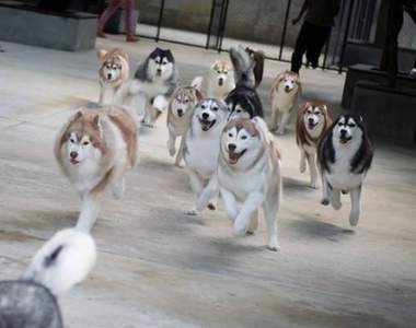 20隻的月月你OK嗎《哈士奇咖啡廳》邊喝邊看月月耍笨w