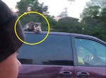 開車開一半發現《隔壁車頂上有貓》到底是怎麼出現在那裡的? 開車開一半發現《隔壁車頂上有貓》到底是怎麼出現在那裡的?