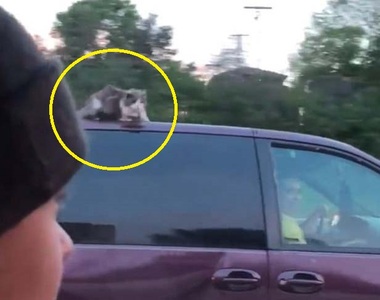 開車開一半發現《隔壁車頂上有貓》到底是怎麼出現在那裡的?