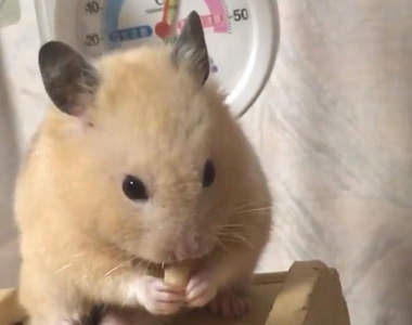 超有戲《大受打擊的倉鼠》只是拿到討厭的零食竟然會如此震驚...