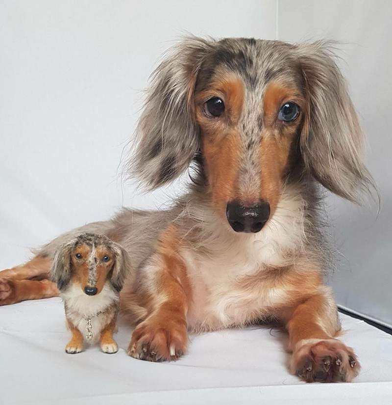 《台湾羊毛毡达人》「Dollmofee」戳出来的小动物们每只都跟真的一样 - 图片11 《台湾羊毛毡达人》「Dollmofee」戳出来的小动物们每只都跟真的一样