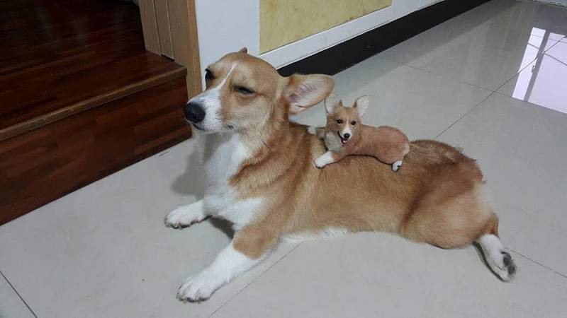 《台湾羊毛毡达人》「Dollmofee」戳出来的小动物们每只都跟真的一样 - 图片8 《台湾羊毛毡达人》「Dollmofee」戳出来的小动物们每只都跟真的一样