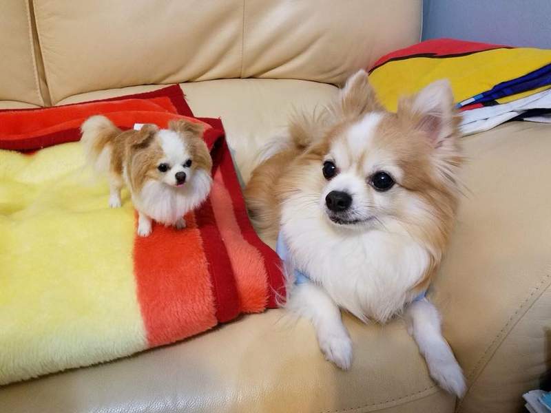 《台湾羊毛毡达人》「Dollmofee」戳出来的小动物们每只都跟真的一样 - 图片9 《台湾羊毛毡达人》「Dollmofee」戳出来的小动物们每只都跟真的一样