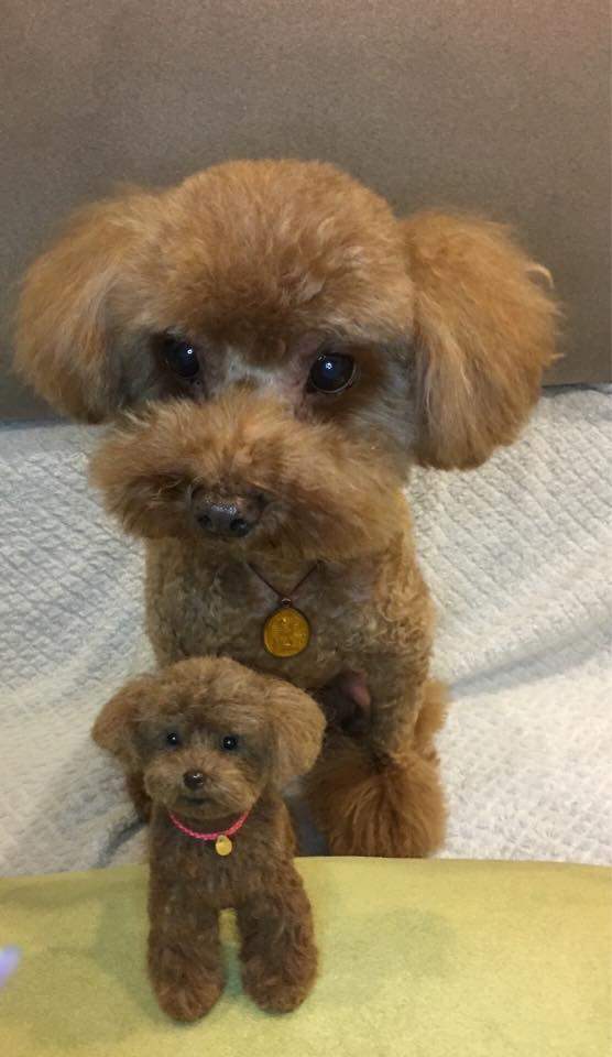 《台湾羊毛毡达人》「Dollmofee」戳出来的小动物们每只都跟真的一样 - 图片10 《台湾羊毛毡达人》「Dollmofee」戳出来的小动物们每只都跟真的一样