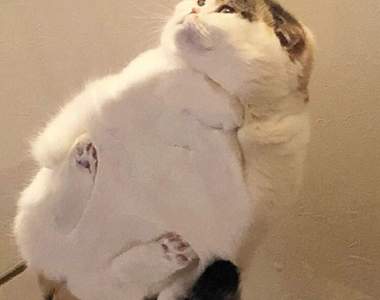 貓皇一出手便知有沒有《2018社群貓話題》每個月都被這些貓逗樂阿～