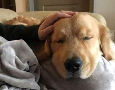 沒有理由不愛牠們《狗狗的暖心行為》以最直接的行動表達對我們的愛