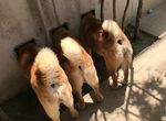 《島原三柴》的粉絲們注意~這三隻柴柴開設instagram啦~ 《島原三柴》的粉絲們注意~這三隻柴柴開設instagram啦~