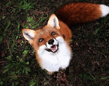 最愛棉花糖《幸福的狐狸Juniper》Instagram粉絲220萬紅到出書ღ