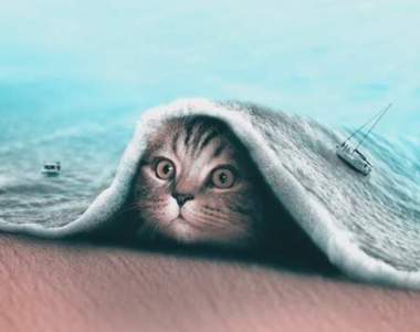 《奇妙幻想的PS動物》沒有極限的超現實隨意發揮