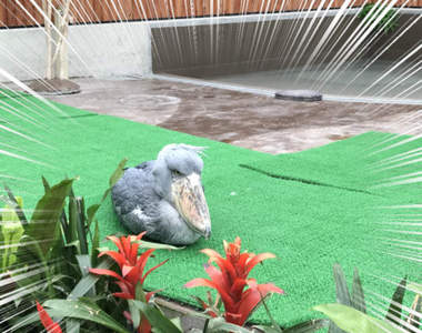 《動物園裡的珍奇畫面》運氣夠好才可能遇見的奇蹟瞬間