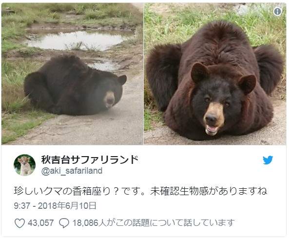 動物園裡的珍奇畫面 運氣夠好才可能遇見的奇蹟瞬間