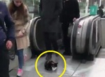 土耳其《就愛手扶梯的貓》人類安全問題不在他的管轄範圍 土耳其《就愛手扶梯的貓》人類安全問題不在他的管轄範圍