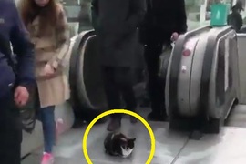 土耳其《就愛手扶梯的貓》人類安全問題不在他的管轄範圍 土耳其《就愛手扶梯的貓》人類安全問題不在他的管轄範圍