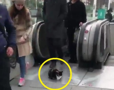 土耳其《就愛手扶梯的貓》人類安全問題不在他的管轄範圍