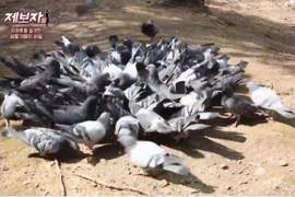 最瘋狂的鳥派《喜歡養鴿子的鄰居》捨不得他們在外面受難....