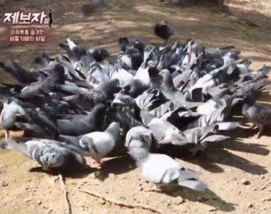 最瘋狂的鳥派《喜歡養鴿子的鄰居》捨不得他們在外面受難....