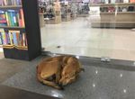 《流浪狗從書店偷書》但他選的書改變了他的命運Q Q 《流浪狗從書店偷書》但他選的書改變了他的命運Q Q