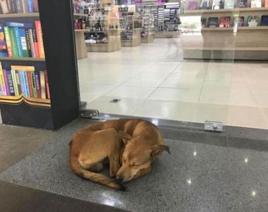 《流浪狗從書店偷書》但他選的書改變了他的命運Q Q