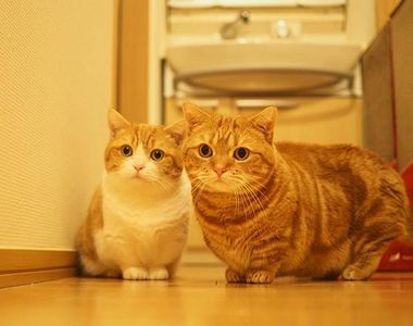 爆萌喵星人《茶太郎kinako短腿兄妹》喵哥以演唱動作聞名～妹妹有樣學樣也開始擺出演唱動作啦