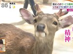鹿仙貝都市傳說《奈良鹿不搶店家的原因》竟然是想討人類開心嗎…… 鹿仙貝都市傳說《奈良鹿不搶店家的原因》竟然是想討人類開心嗎……