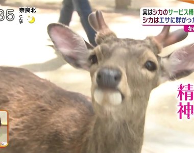 鹿仙貝都市傳說《奈良鹿不搶店家的原因》竟然是想討人類開心嗎……