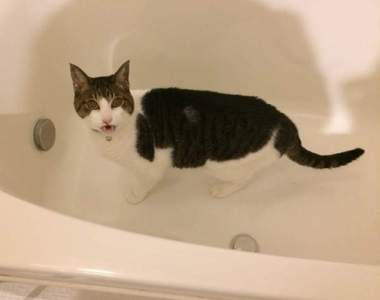 《貓咪愛跑浴室喝水的理由》貓主們長年的疑問終於獲得解答...