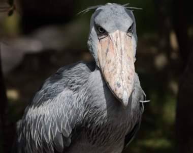 推特瘋傳《鯨頭鸛咖啡》超強眼力盯著你把這杯咖啡喝光光...(⊙_⊙)