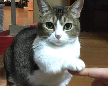 《貓咪也會握手要食物》喵表示:基本上有吃的都好講話啦w(伸手)