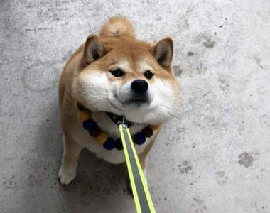 《不想回家的柴犬HANA》只是貪玩不想回家就不小心爆紅出了寫真書w