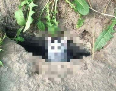 網友好心餵食《流浪貓》竟出現驚人結果!看到這畫面忍不住多餵些食物w